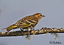 Carduelis spinus